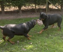 2 Rottweilers
